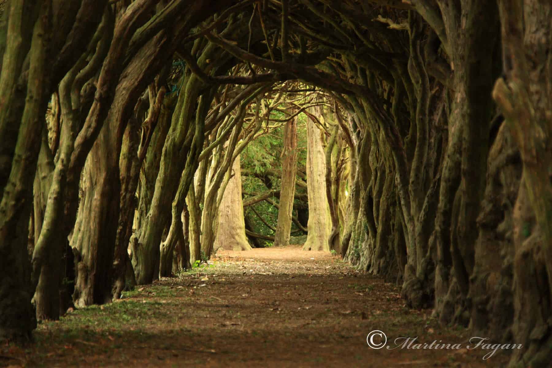 tunnel of trees